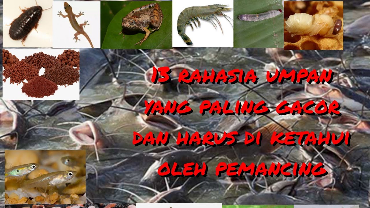 13 rahasia umpan paling gacor dan disukai ikan lele yang harus di ketahui pemancing#ml