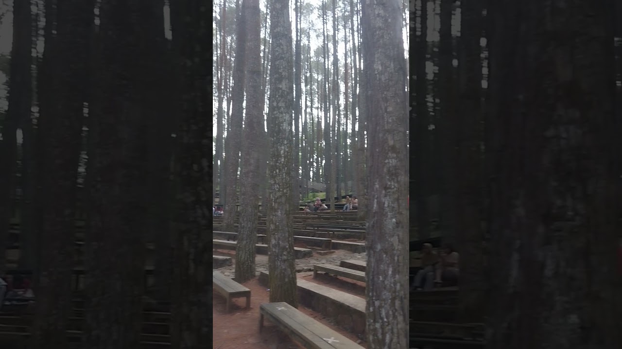 Taman Hutan Pinus#akhirpekan#jogja#dolanjogja#iduladha1444h