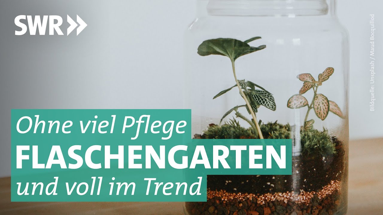 DIY Flaschengarten – Anleitung, wie man den Miniaturgarten selber anlegt | Marktcheck SWR