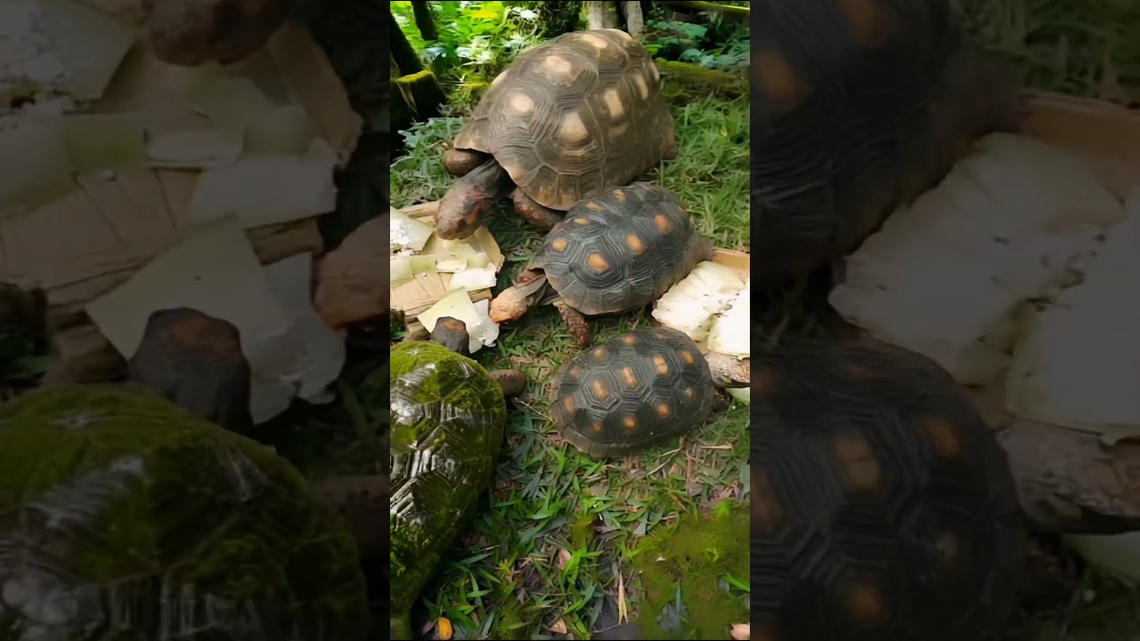 Soltando Jabutis na Floresta! Nunca solte animais domesticados em ambientes naturais. #jabuti