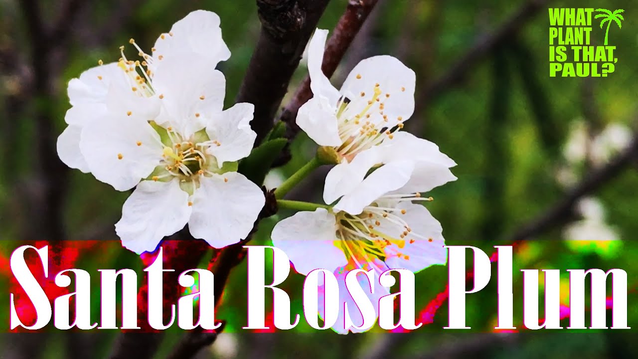 My Santa Rosa Plum Tree is IN BLOOM and has Tons of White Flowers