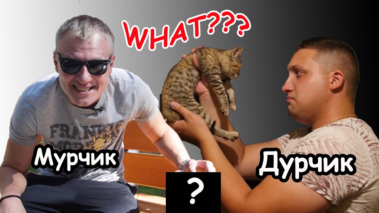 Мурчик и Дурчик. PowerБанка