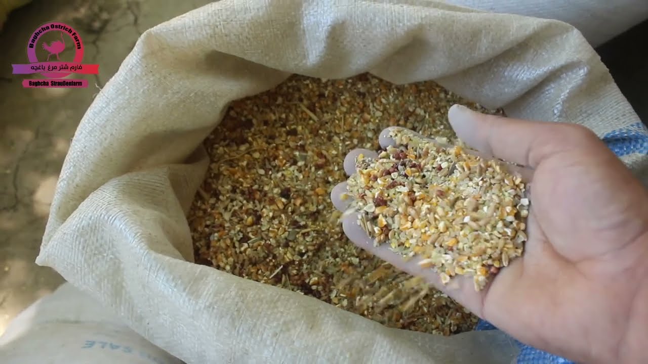 طریق ساخت دانه خوارکی برای شتر مرغ ویدیو دیدنی و جالب.
