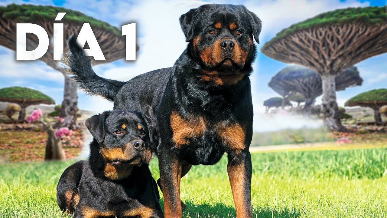 Top 8 Cosas Que No Sabias De Los Perros Rottweiler