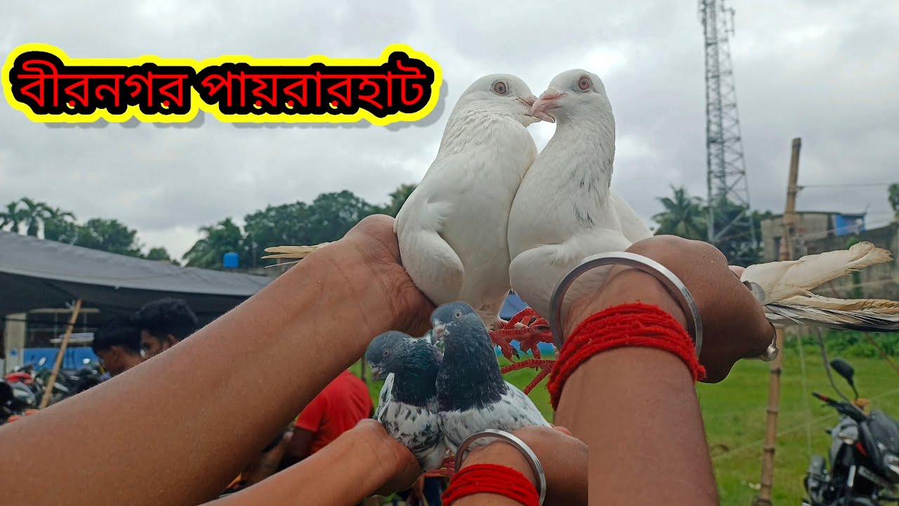 🕊️বীরনগর পায়রার হাটে অনেক কম দামে পায়রা🕊️😱🕊️WB PIGEON FLY🕊️