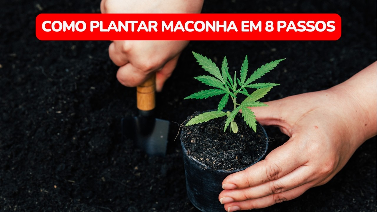 Como plantar maconha medicinal em 8 passos