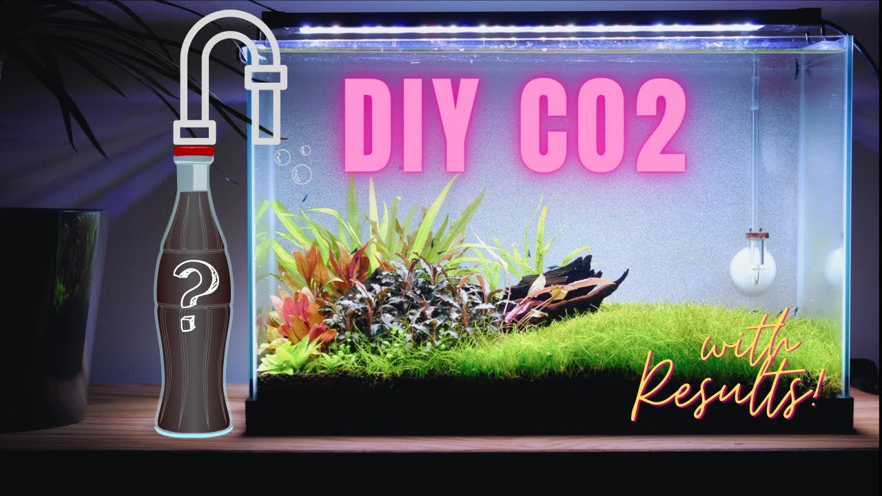 DIY CO2 (Yeast and Sugar Method) with Results - Does it really work?