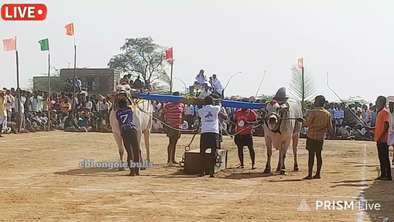 మాదికర సీనియర్స్ 1వ జత pr పల్లి మంగలి నాగాయ్య