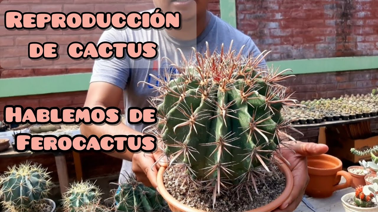 ¿Cómo reproducir un FEROCACTUS? |Cuidados