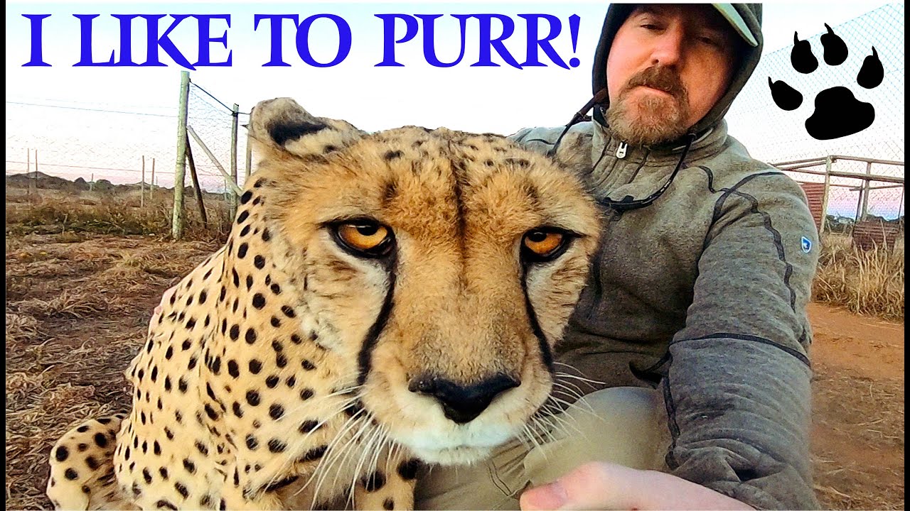 James The African Cheetah Can't Stop Purring Near People | Big Cat Loves Attention & Company  🐆🧎‍♂️