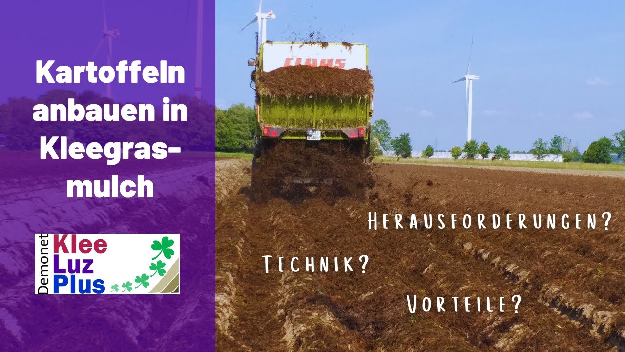 Kartoffelanbau im Kleegrasmulch