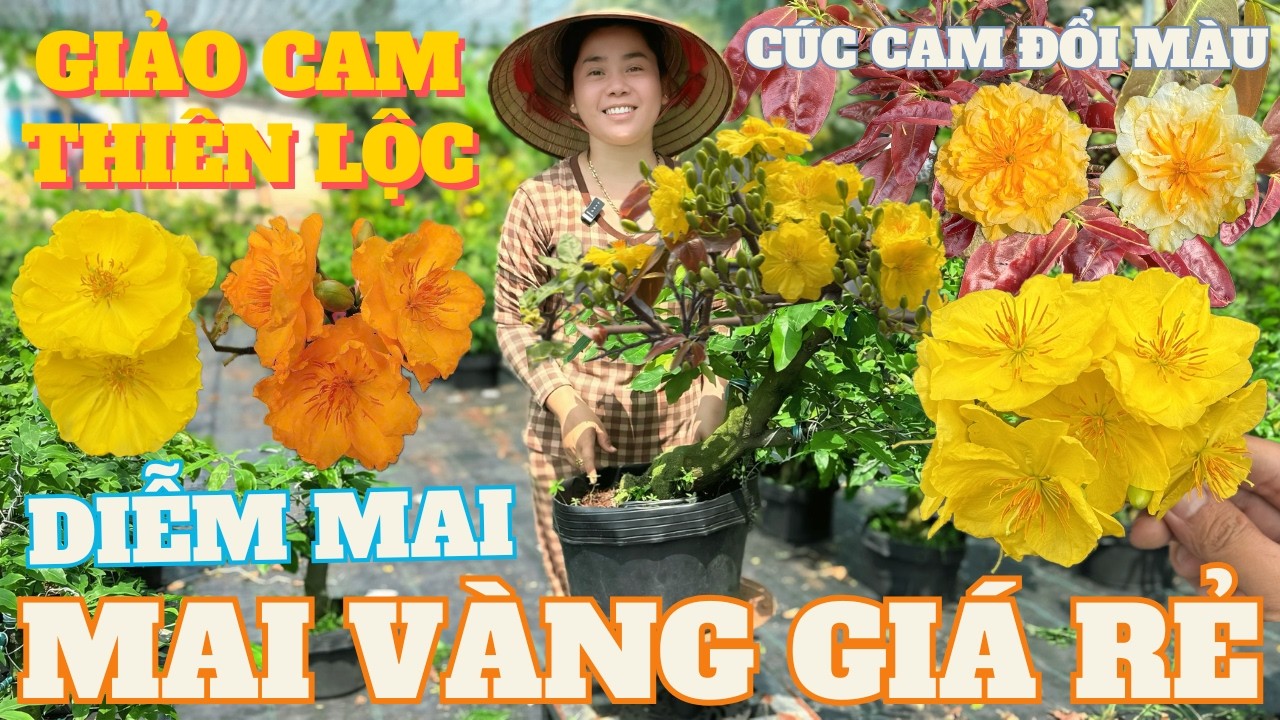 15-03 CHỊ NGỌC HÂN Giao Lưu Mai Vàng Giá Rẻ, Giảo Cam Thiên Lộc, Giảo Cam Cát Tường • THÀNH TRỌNG LÊ