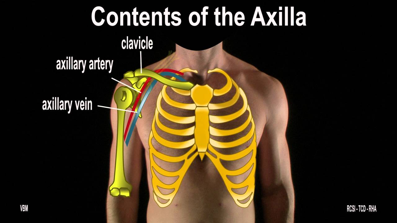 Surface Anatomy - Axilla The Breast (2D)