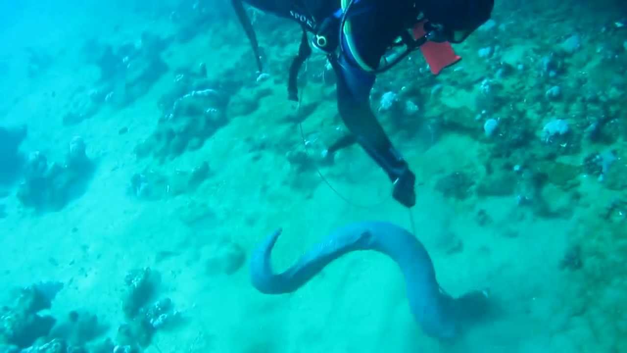 Moray eel spearfishing