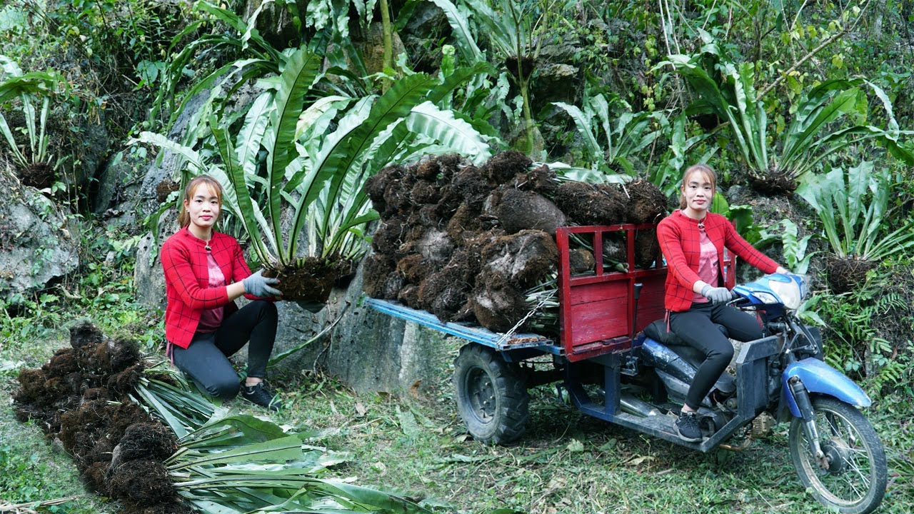 Use 3-wheeled Vehicle Harvesting Many Wild Crow's Nest Trees Goes To Market Sell