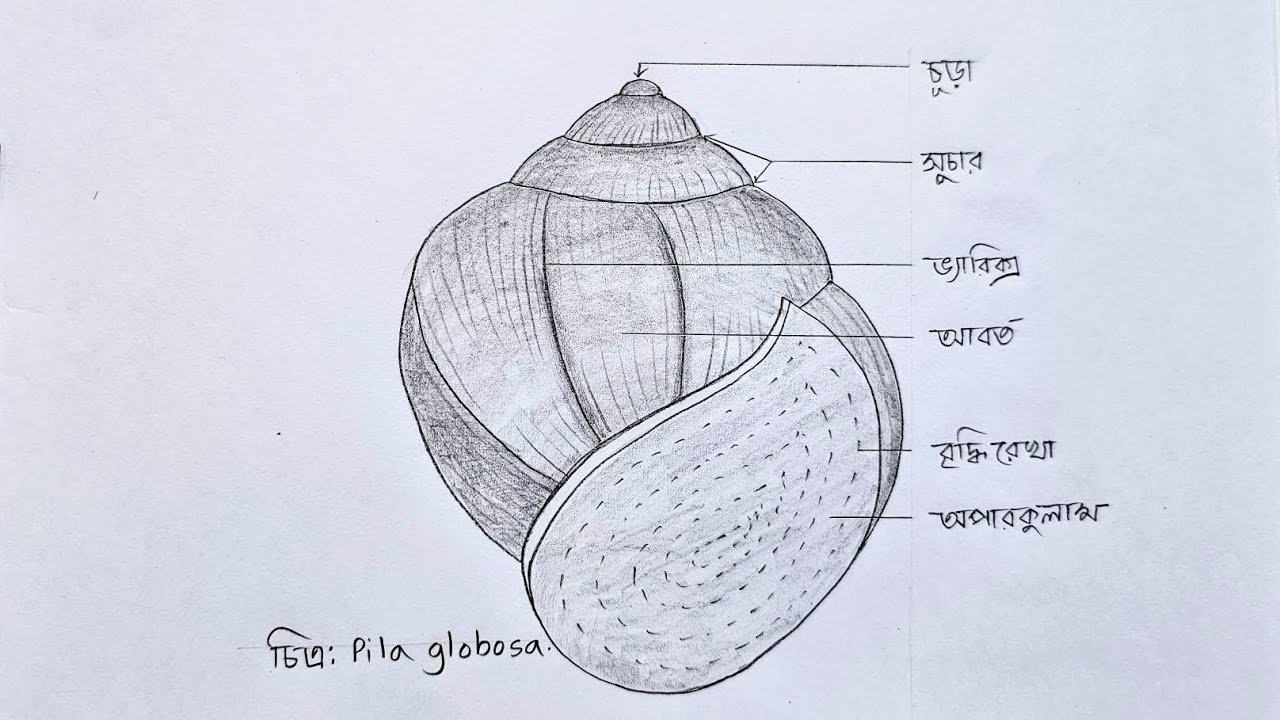 How to draw a Snail | Pila Globosa | শামুক | HSC Biology |