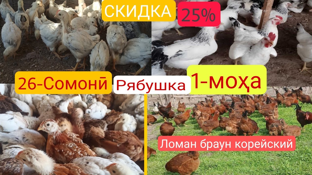 ! 1-моха 26 сомонӣ Чучахои Риябушка Доминан ва ЛОМАН БРАУН КОРЕЙСКИЙ  доставка ХАСТ +992909090416