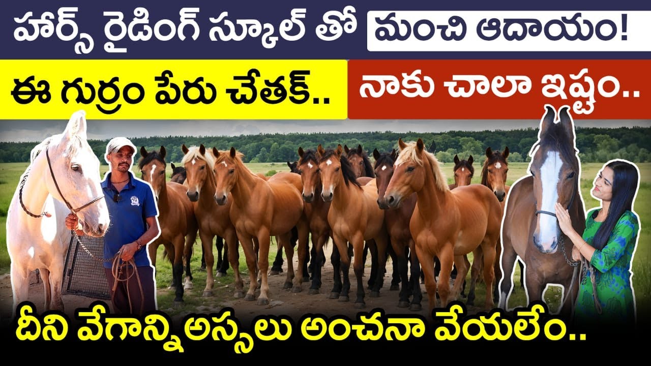 Horse Farming  2025 in Telugu | Good Income with a Horse Riding School | Investment & Profit