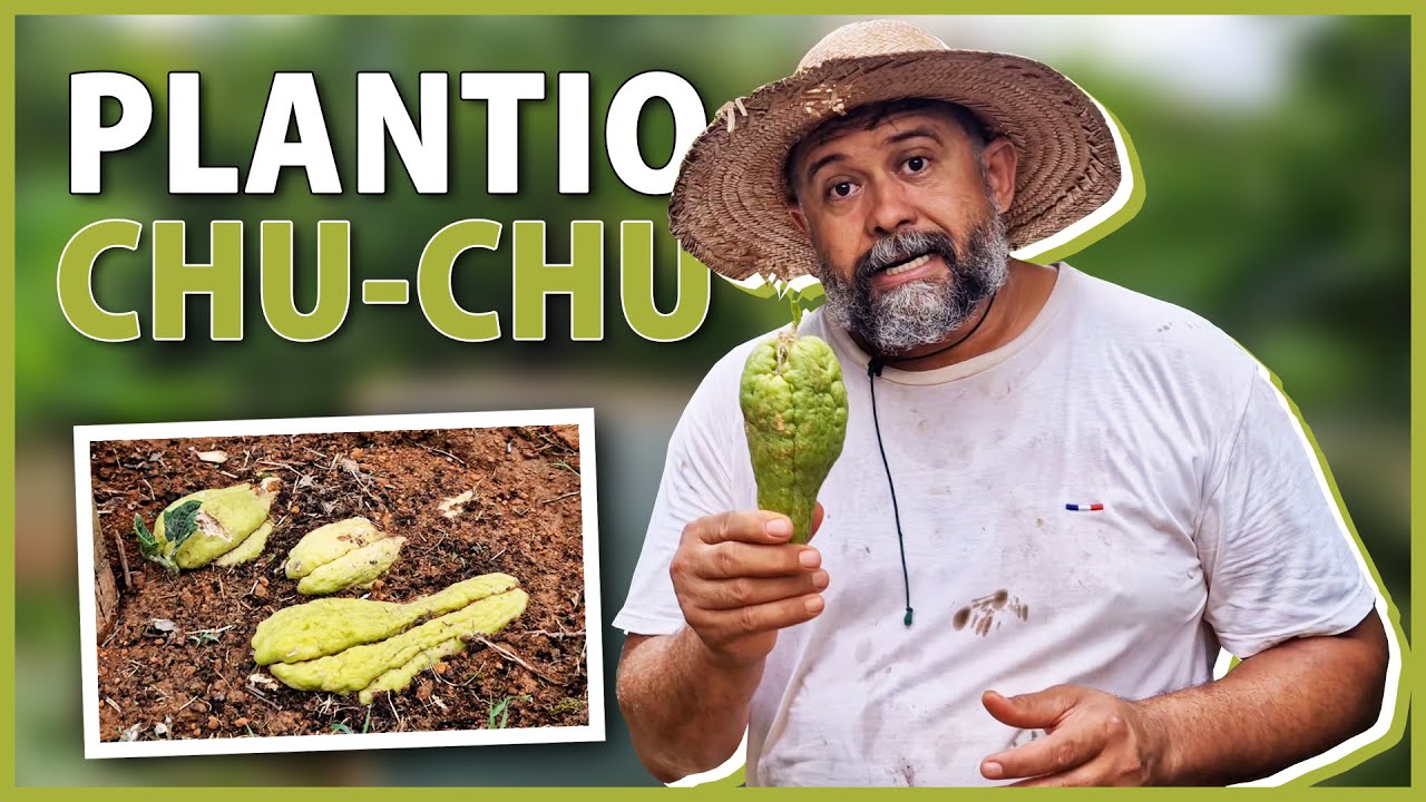 Plantando chuchu assim não tem erro