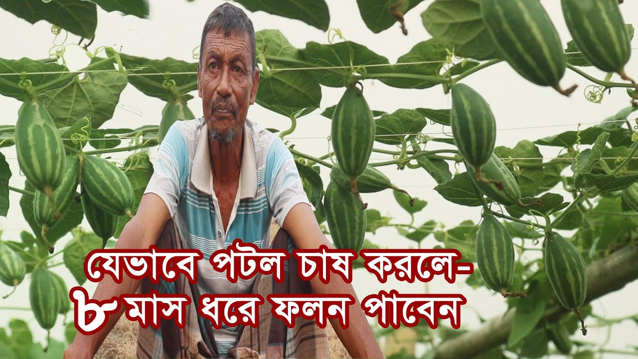 যেভাবে পটল চাষ করলে একটানা ৮ মাস ফলন পাবেন | Parbel Cultivation Method