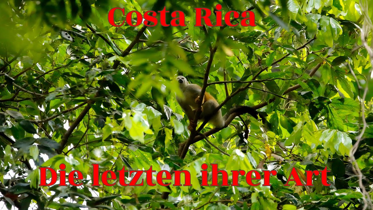 Expedition zu den Letzten Ihrer Art -Auf der suche nach Totenkopfaffen im Manuel Antonio Costa Rica
