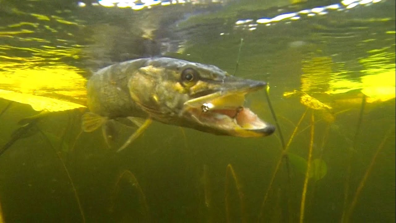 Pike fishing w lures: Salmo popper & DUO top water crank. Рыбалка: щука на поппер и крэнк.