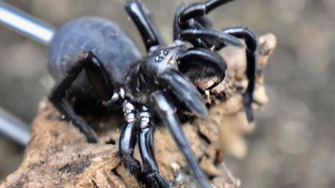 Unboxing Dangerous Funnel Web Spider