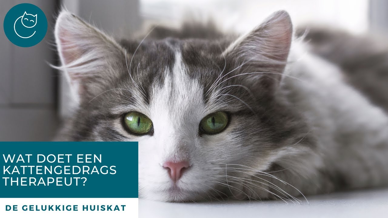 WAT DOET EEN KATTEN GEDRAGSTHERAPEUT? - De gelukkige huiskat | Kattengedrag