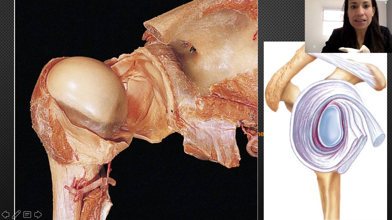 8. The Glenohumeral Joint