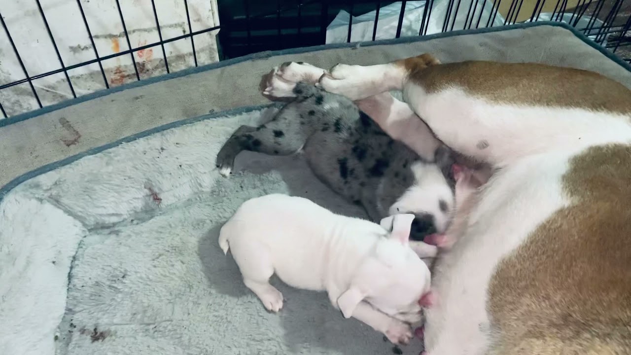 AKC English bulldog RARE Blue Merle and RARE Platinum white puppies