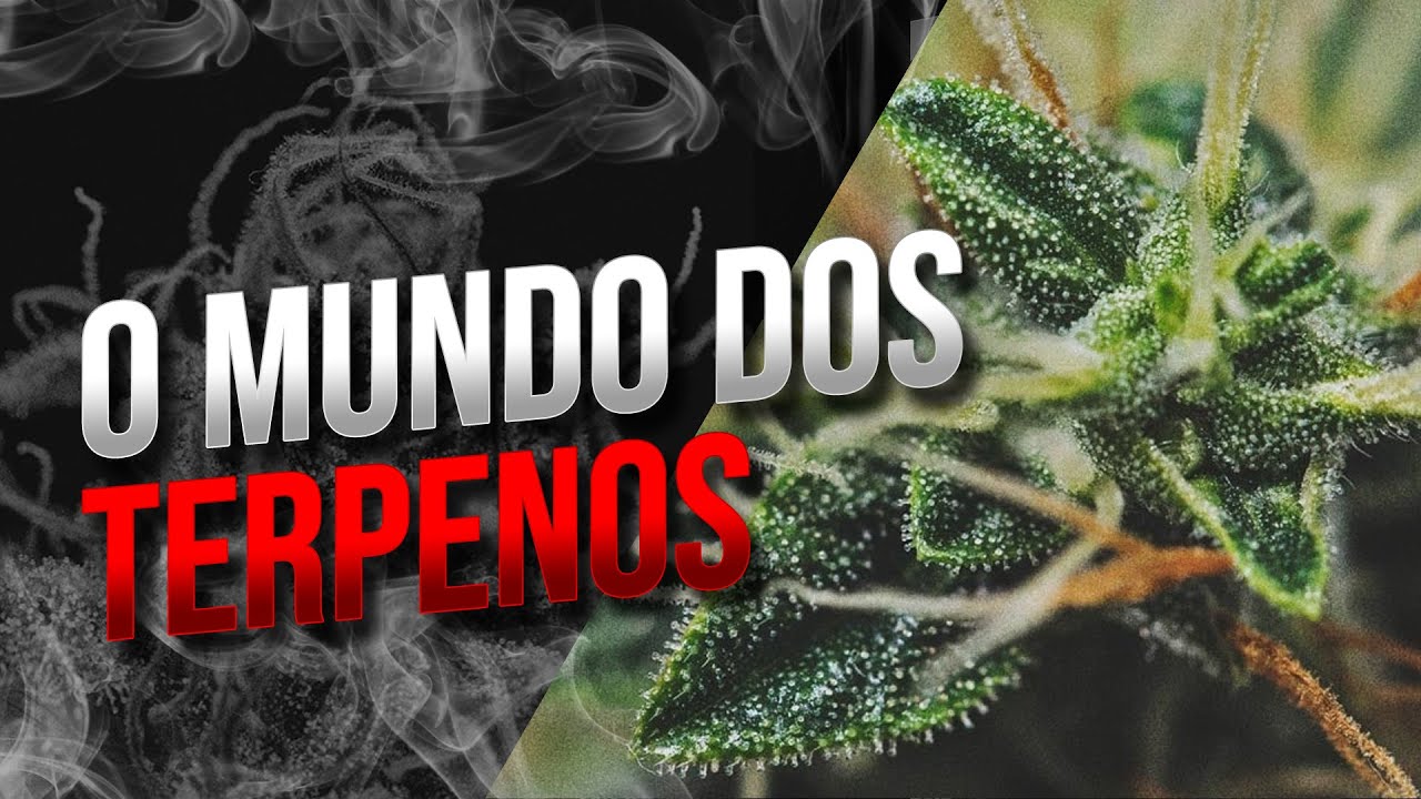O Mundo Dos Terpenos - O Que S&atilde;o e Como Usar | Da Mata Explica