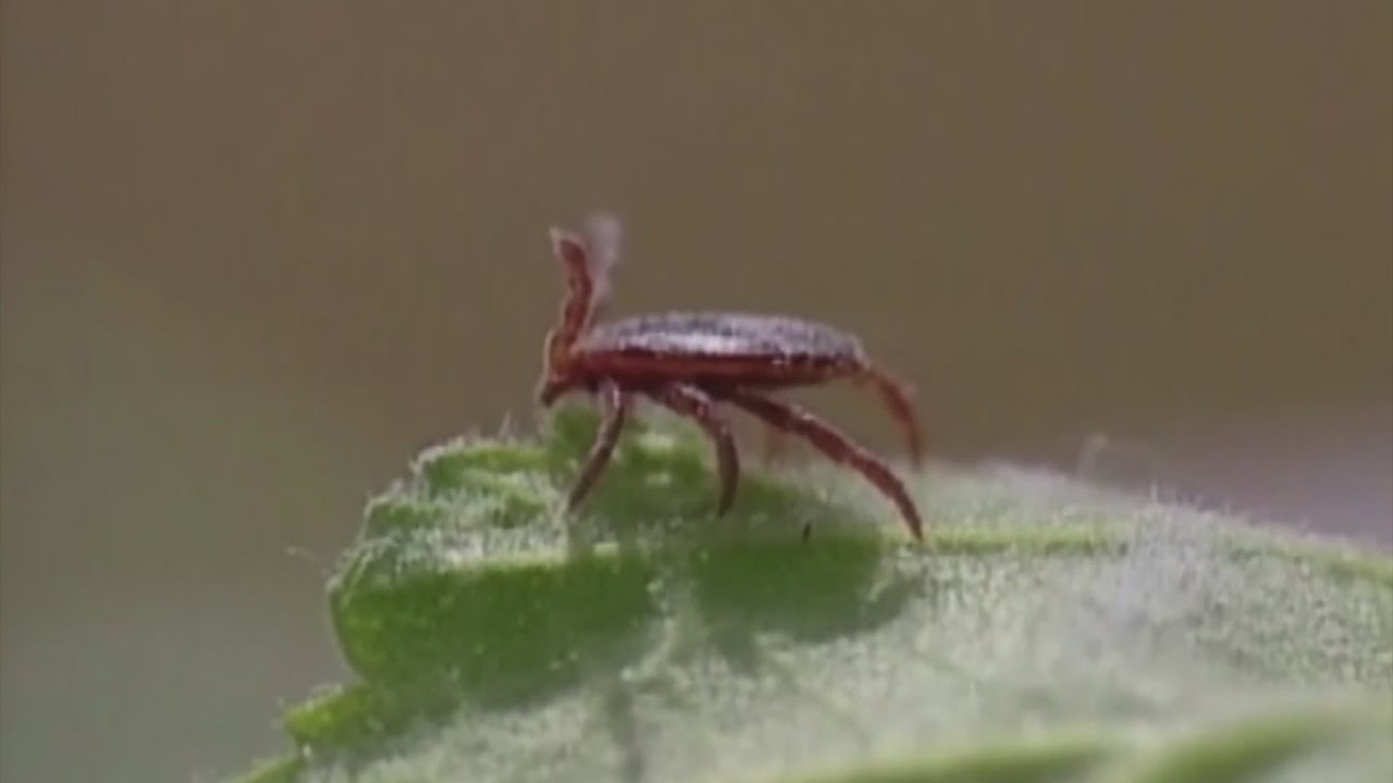 Tick Found In Minnesota Brings Rare Meat Allergy
