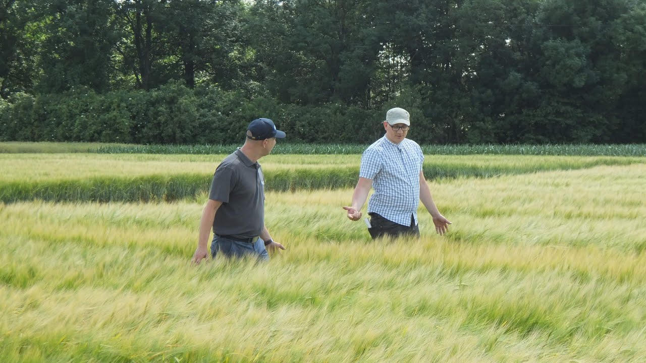 Odmiany jęczmienia jarego browarnego Soufflet Agro Polska