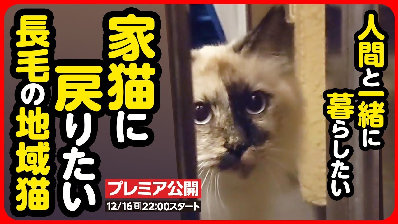【野良猫 保護】迷子猫？お外を彷徨っていた長毛猫を保護しました