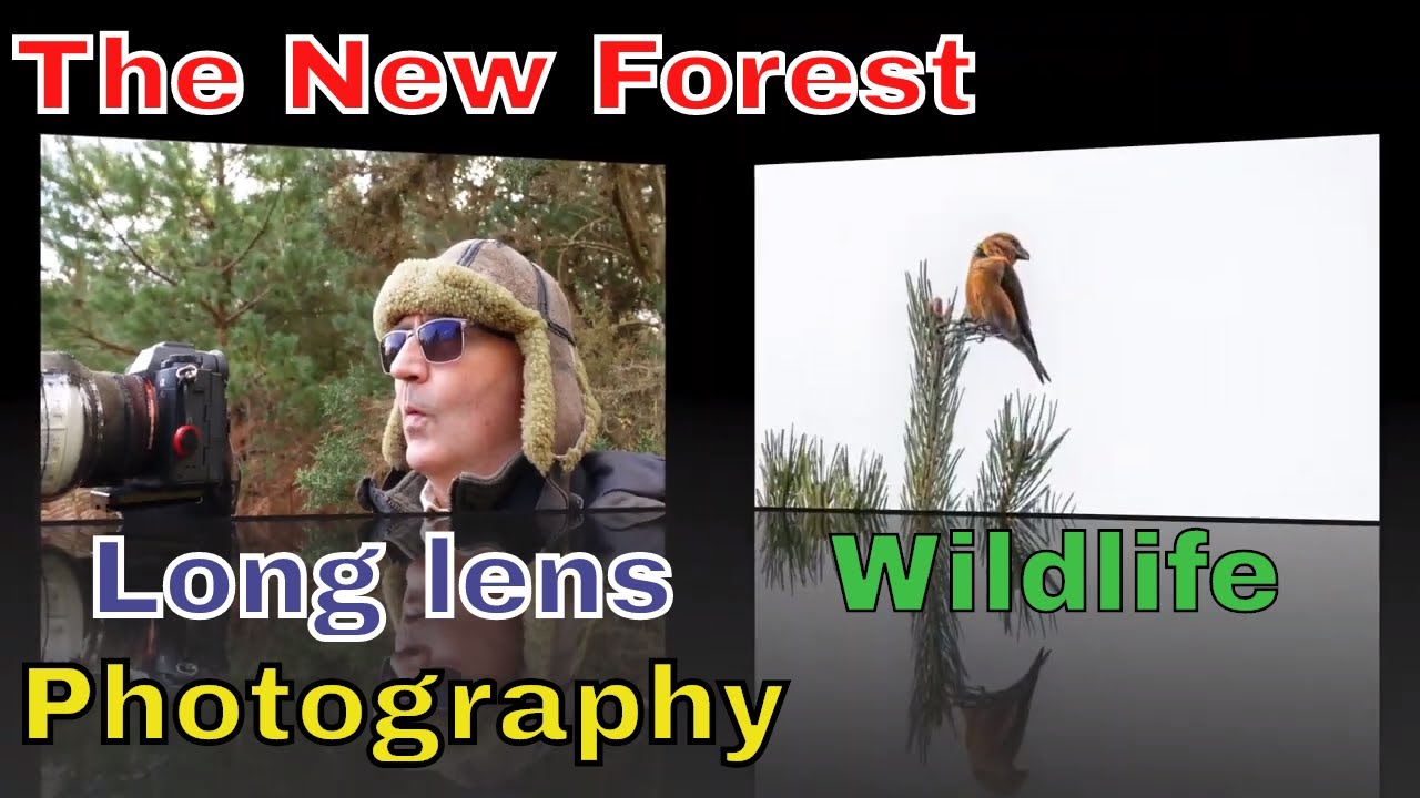 Long lens wildlife photography in the New Forest by Camilla & I