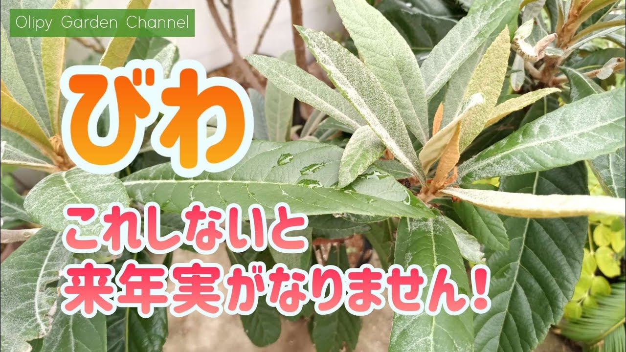 【びわの育て方】これしないと来年実がなりません！