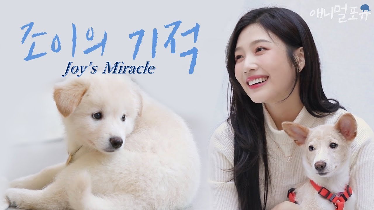 [CC] 유기견을 모두 입양 보낸 레드벨벳 조이의 기적 [개는 훌륭하다], KBS방송