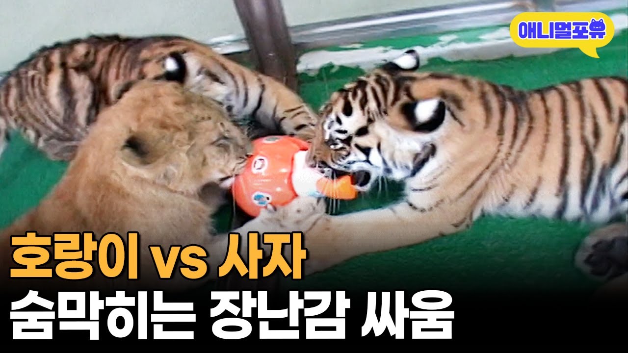 장난감 쟁취를 위해 목숨 거는 덩치 큰 고양이들(?)ㅣKBS 주주클럽 061126 방송