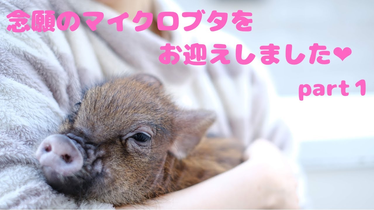ついにマイクロブタをお迎えしました！パート１
