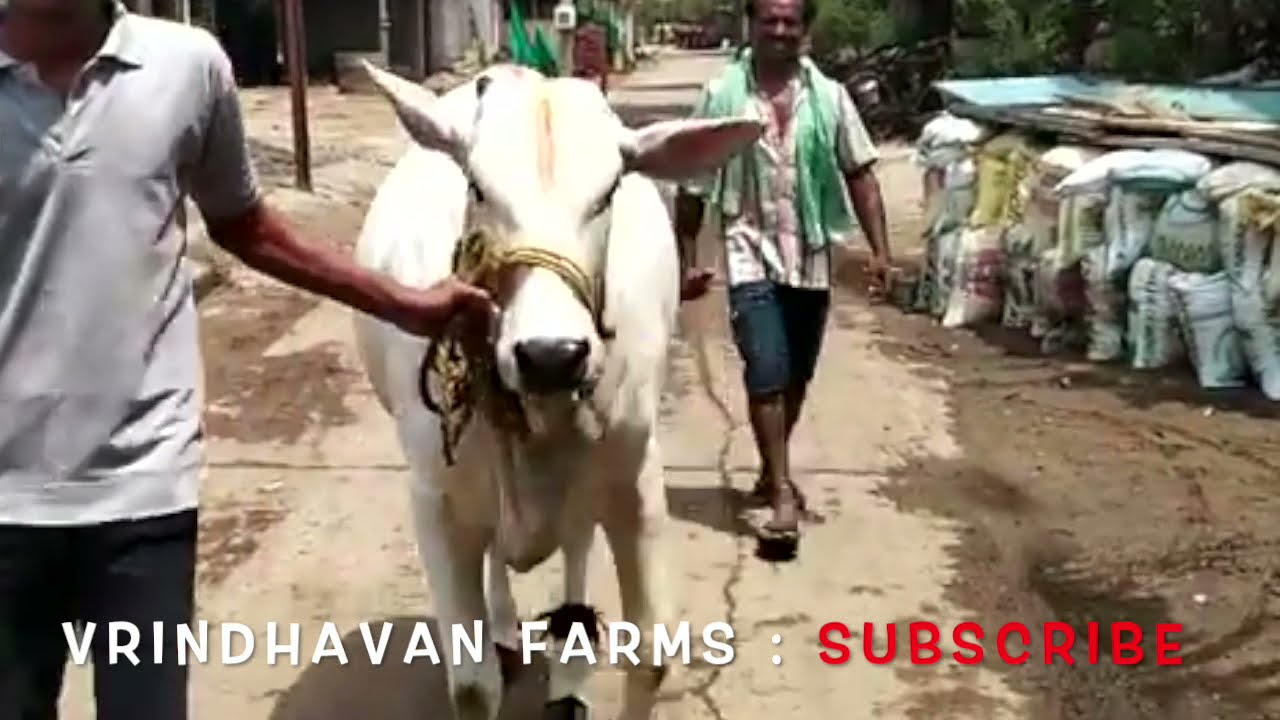 SUBSCRIBE : ONGOLE COW, MOST BEUTIFUL ONGOLE CATTLE WALKING