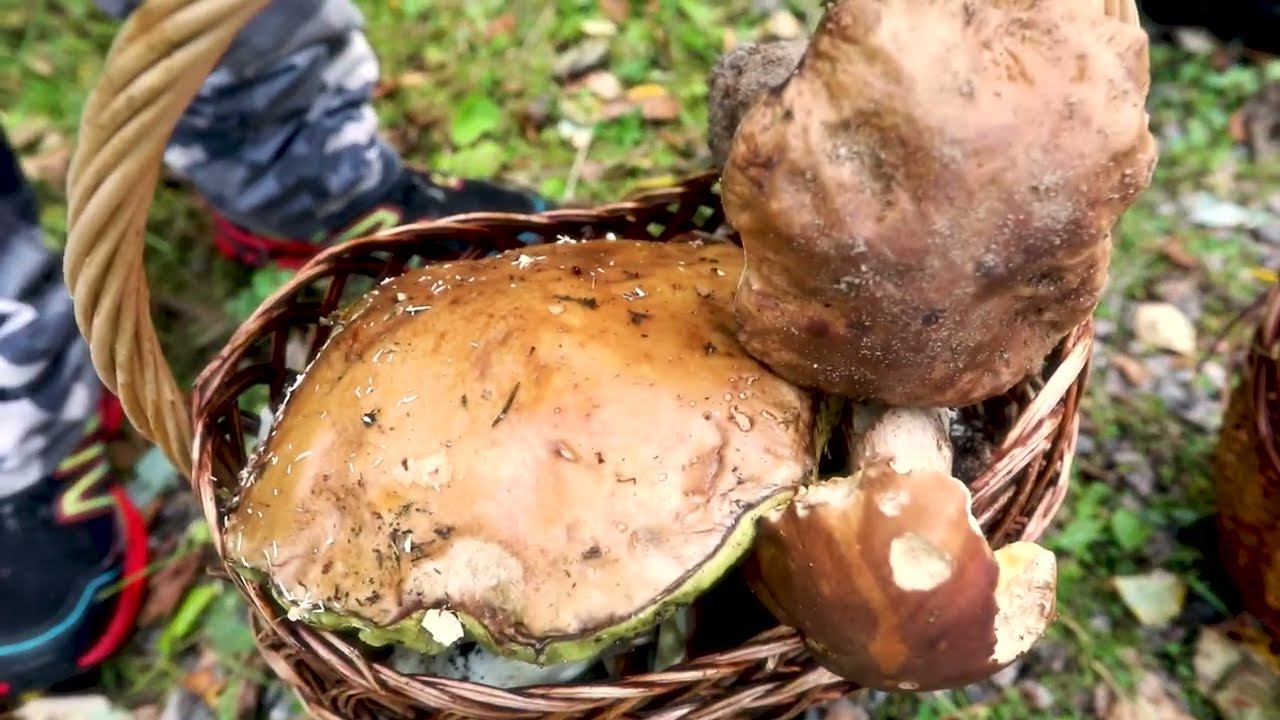 Raccolta Funghi in Finlandia