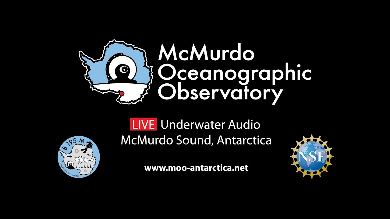 Antarctica LIVE underwater audio - McMurdo Oceanographic Observatory