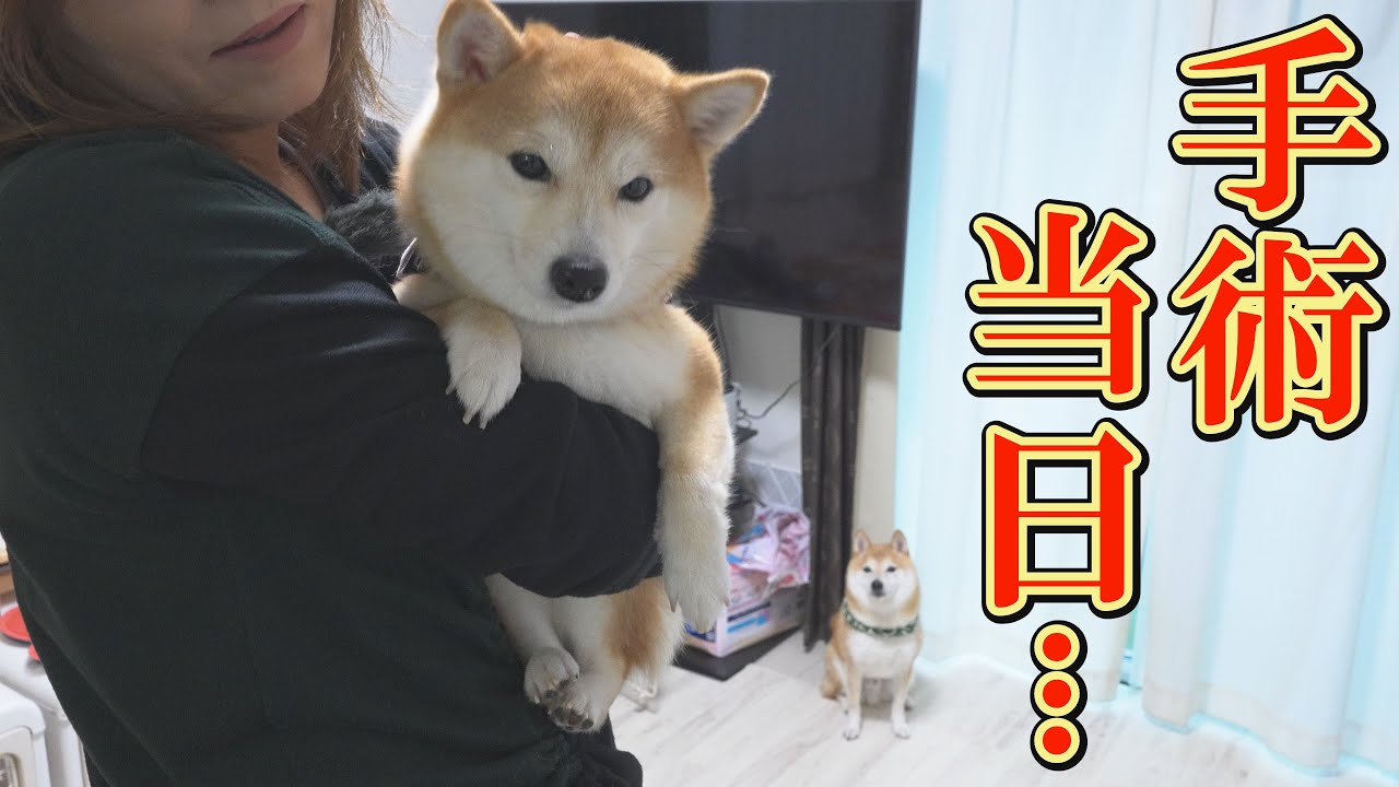 柴犬3兄弟の家族愛と、術後の痛みに泣いてしまう愛娘の姿に涙が出ます・・・