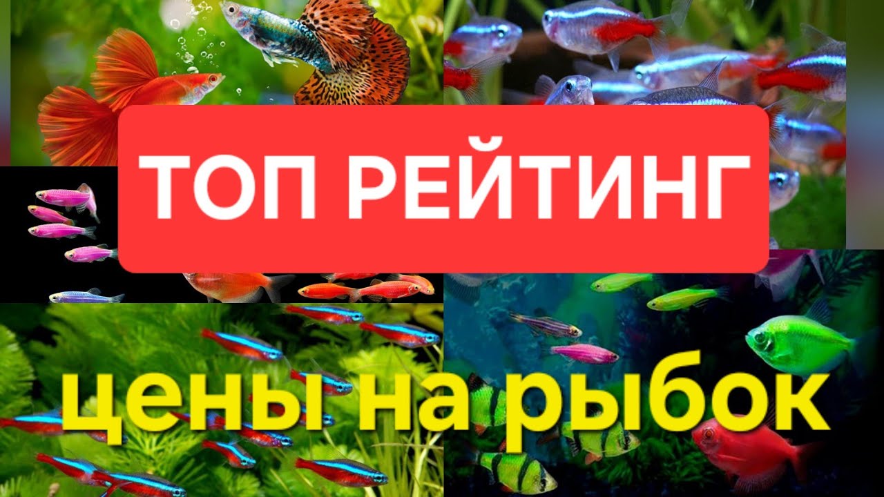 ТОП САМЫХ продаваемых аквариумных рыбок с ЦЕНАМИ
