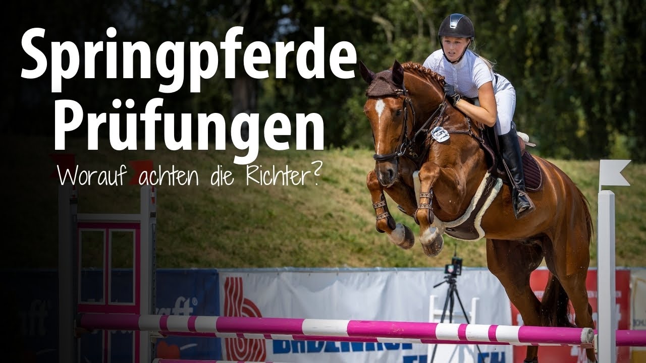 Gute Noten für die Youngster! Worauf achten Richter bei Springpferdeprüfungen?🐎