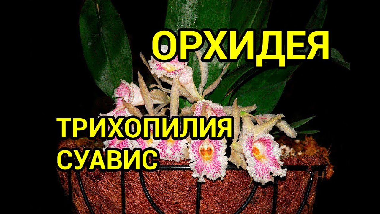 Трихопилия привлекательная (Trichopilia suavis)