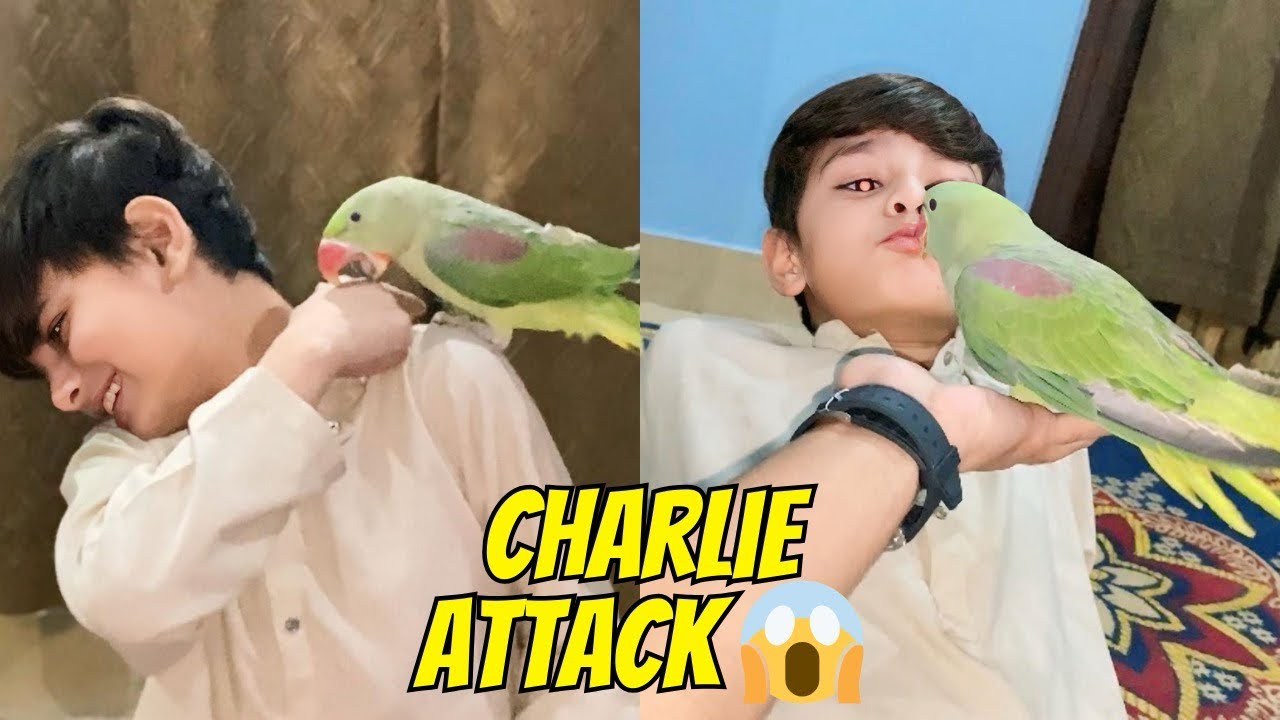 Charlie Ne Ahad Ko Kaat Liya | Parrot Attack! 🦜😱