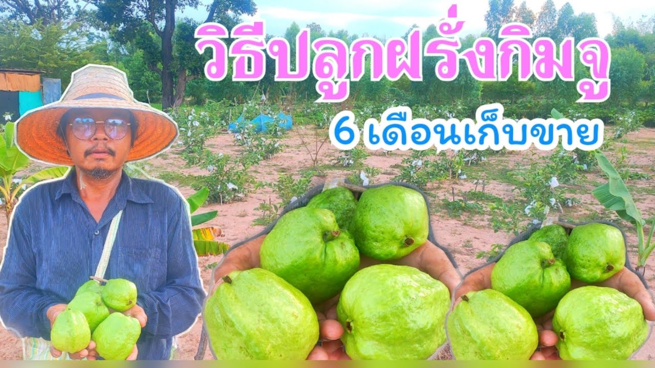 ฝรั่งกิมจู ปลูก 6 เดือนก็เก็บขายได้ กิโลละ 30 บาท