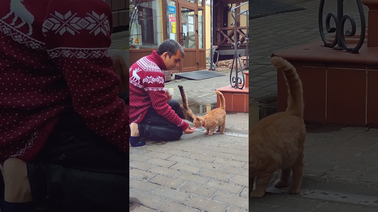 Cats of St. Petersburg #cats #russia #stpetersburg