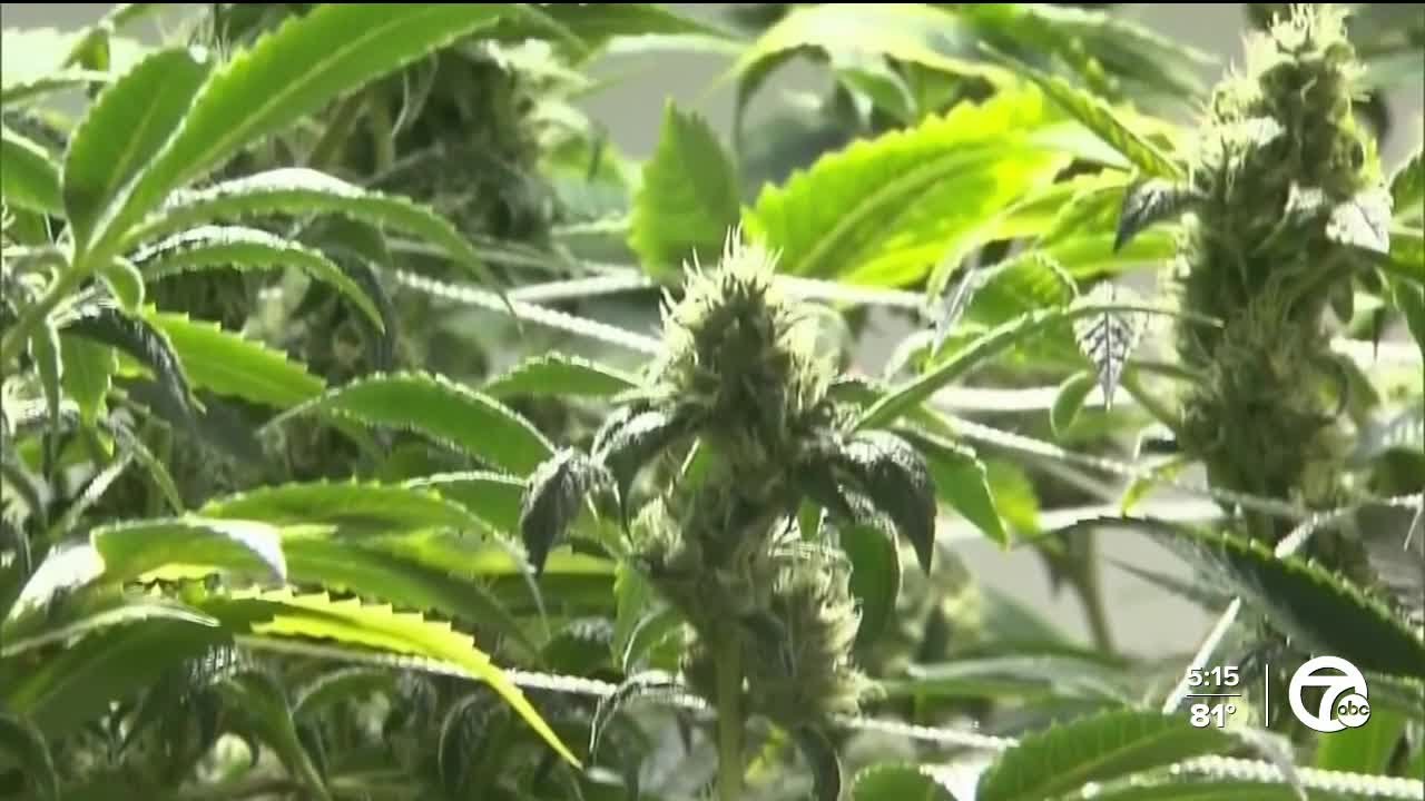 New study links daily marijuana use to a  higher risk of heart problems